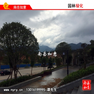 湖南株洲苗木基地、绿化苗木基地、湖南株洲园林苗圃基地、绿化苗圃、湖南株洲园林绿化苗圃基地、绿化苗木合作社