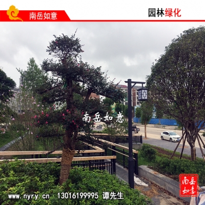 湖南长沙苗木基地、绿化苗木基地、湖南长沙园林苗圃基地、绿色苗圃、湖南长沙园林绿化苗圃基地、绿化苗木合作社